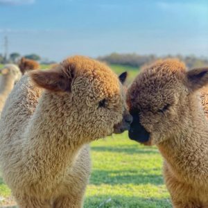 Gift Card Alpaca - Idea Regalo Originale a Torino e Piemonte