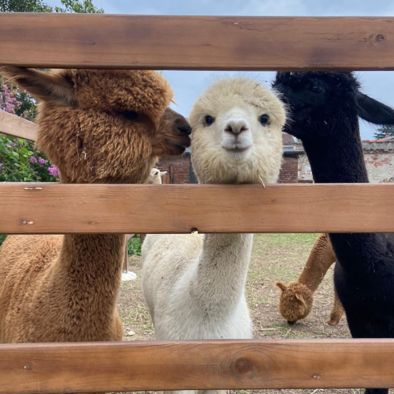 Alpaca del monviso 3